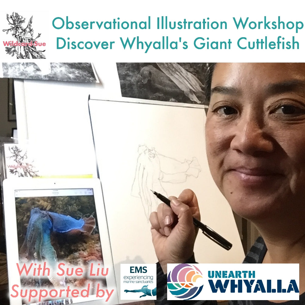 Studying giant cuttlefish and illustration workshops  in Whyalla 24 June - 6 July 2023