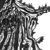 Lion Fish - Alun the Lionfish