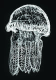 Jellyfish - Austen the Jellyfish