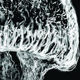 Jellyfish - Austen the Jellyfish