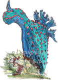 Nudibranch - Gardo the Nudibranch