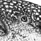 Whale Shark - Graham the Whale Shark