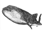 Whale Shark - Graham the Whale Shark