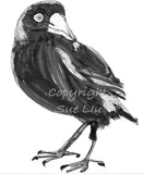 Magpie - Miranda that Magpie