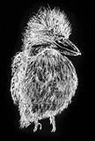 Kookaburra - Nicole the Kookaburra