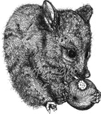 Possum - Trouble the Possum