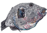 Puffer Fish - Wayan the Puffer