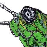 Grasshopper - Wayne the Grasshopper