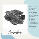 Octopus - Augustus the Octopus