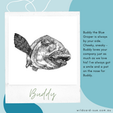 Blue Groper - Buddy the Blue Groper