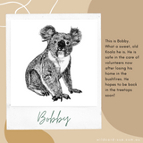 Koala - Bobby the Koala