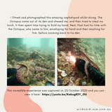 Octopus - Paul the Octopus