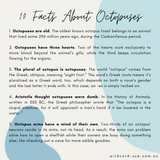 Octopus - Augustus the Octopus