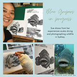 Blue Groper - Barry the Blue Groper