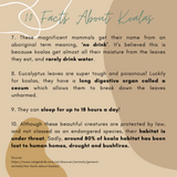 Koala - Mumma Lee and Fraser the Koala