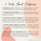 Octopus - Paul the Octopus