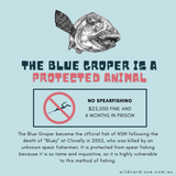 Blue Groper - Buddy the Blue Groper