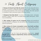 Octopus - Augustus the Octopus