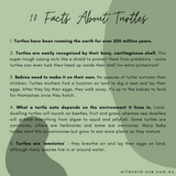 Turtle - Lucy the Turtle