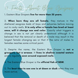 Blue Groper - Buddy the Blue Groper
