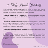 Wombat - Willie the Wombat