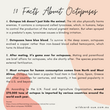 Octopus - Paul the Octopus