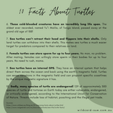 Turtle - Lucy the Turtle