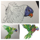 Rainbow Lorikeet - Alina the Rainbow Lorikeet