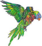 Rainbow Lorikeet - Alina the Rainbow Lorikeet