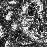 Quoll - Amanda the Quoll