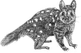 Quoll - Amanda the Quoll