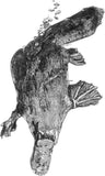 Platypus - Annie the Platypus