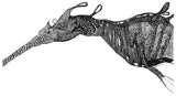 Weedy Seadragon - Barbara the Weedy Seadragon