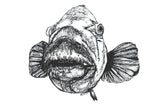 Blue Groper - Barry the Blue Groper