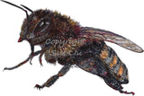 Bee - Queenie the Bee