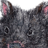 Wombat - Billie the Baby Wombat
