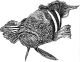 Eastern Blue Devil Fish- Bluey