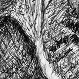 Koala - Bobby the Koala