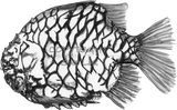Pineapple Fish - Bridget the Pineapple Fish
