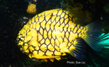 Pineapple Fish - Bridget the Pineapple Fish