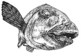 Blue Groper - Buddy the Blue Groper