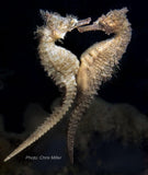 Seahorse - Chris and Gladis Seahorse