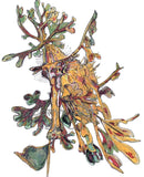 Leafy Sea Dragon - Carlee the Leafy Sea Dragon