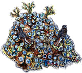 Nudibranch - Chokkie the Nudibranch