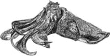 Cuttlefish - Clive the Cuttlefish