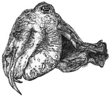 Cuttlefish - Cuddles the Cuttlefish