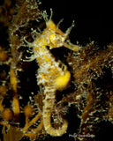 Seahorse - Di the Seahorse