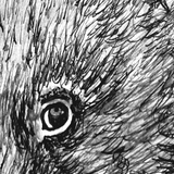 Wombat - David and Betty Wombat