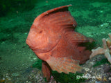 Red Indian Fish - Paulina the Red Indian Fish
