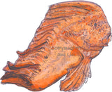 Red Indian Fish - Donald the Red Indian Fish